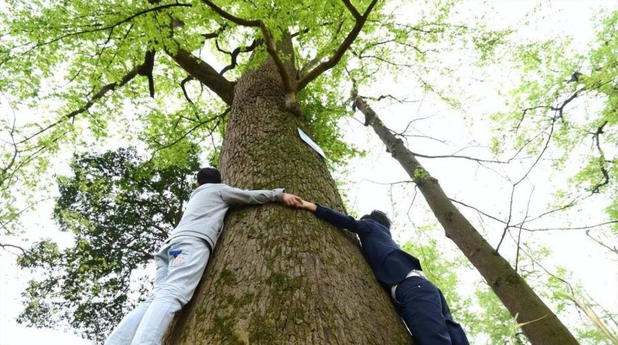 2025新奥历史开奖结果和女子每月花780抱树与女子每月花780抱树放松疗愈