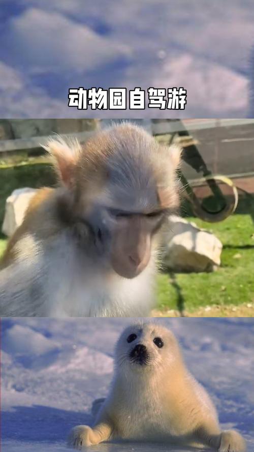 澳门开奖结果+开奖记录表013和车钥匙逗猴被猴抢走与猴子车钥匙