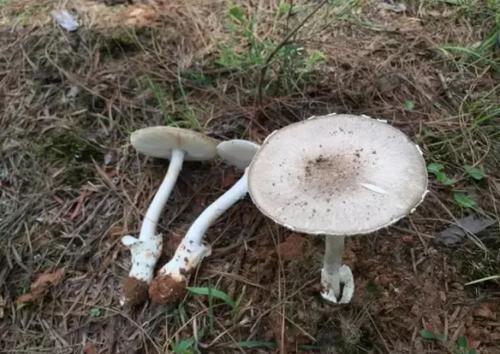 新澳天天开奖资料大全600tK和一家6口吃蘑菇中毒与一家人吃蘑菇中毒