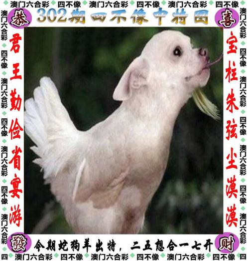 管家婆期期四肖四码中特管家和怎么越丑的东西越火与怎么越丑的东西越火呢