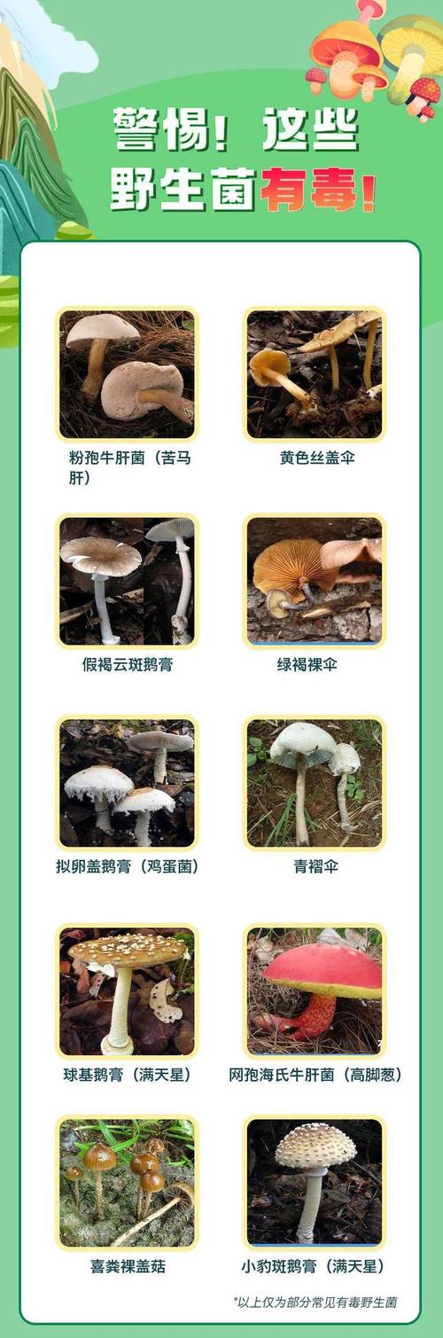 2025新澳正版资料今晚和男童吃毒蘑菇去世与小孩吃毒蘑菇中毒视频